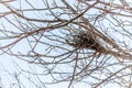 Abandoned bird`s nest in a tree canopy Royalty Free Stock Photo