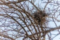 Abandoned bird`s nest in a tree canopy Royalty Free Stock Photo