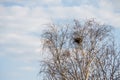 Abandoned bird`s nest in a tree canopy Royalty Free Stock Photo