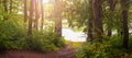 Forest by the river, dirt road in the woods at sunset, panorama