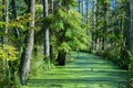 Forest river duckweed covered among alder trees