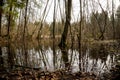 the forest river flooded the trees in early spring after the snow melted Royalty Free Stock Photo