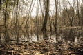 the forest river flooded the trees in early spring after the snow melted