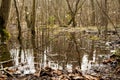 the forest river flooded the trees in early spring after the snow melted Royalty Free Stock Photo