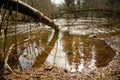 the forest river flooded the trees in early spring after the snow melted Royalty Free Stock Photo