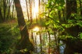 Forest. River in green forest jungle. Summer green nature landscape with bright sun