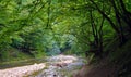 Forest river in Hyrcanian forests of Iran Royalty Free Stock Photo