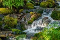 forest river mossy rocks and ferns in washington state