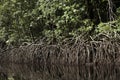 Forest and River at Orinoco Delta in Venezuela