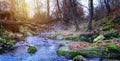 Forest with river panorama