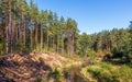 A forest river in a pine forest. A high bank and a clear day. Bright colors of nature