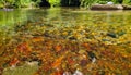 Forest river rocks in shallow river. Wild river in summer forrest view Royalty Free Stock Photo