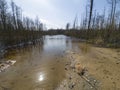 The forest river spilled over the yellow sand between the trees. Bare trees and blue spring sky on a sunny day