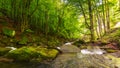 Forest river in spring Royalty Free Stock Photo