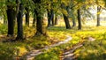 Forest by the river on a sunny day in early autumn, a trail in the woods between the trees Royalty Free Stock Photo