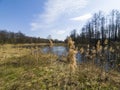 A forest river and tall dry grass. Bare trees and blue spring sky on a sunny day