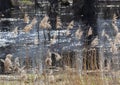 A forest river and tall dry grass. Bare trees and blue spring sky on a sunny day