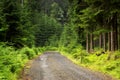 Forest road Royalty Free Stock Photo