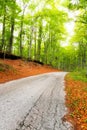 Forest road Royalty Free Stock Photo