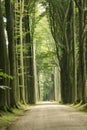 Forest road Royalty Free Stock Photo