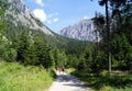 Forest road in alpin mounteins Royalty Free Stock Photo