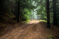 Forest road ature of the Carpathians and an interesting atmosphere