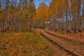 forest road. autumn forest, birch trees with yellow leaves, cloudy sky. autumn landscape Royalty Free Stock Photo