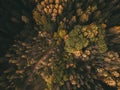 Forest road.Autumn colours. Aerial view from a drone. Royalty Free Stock Photo