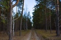 Forest road in the autumn forest. Young birches and green pines stand on the side of the road. Autumn landscape Royalty Free Stock Photo