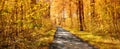 Forest, road and autumn season with trees, path or street of natural scenery on banner in nature. Empty trail, plants Royalty Free Stock Photo