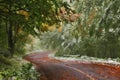 Forest road in autumn