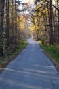 Forest road autumn sunny morning. Russia. Moscow region Royalty Free Stock Photo