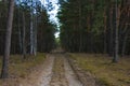 Forest road in the autumn forest. Young birches and green pines stand on the side of the road Royalty Free Stock Photo