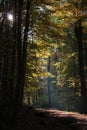 A forest road in the autumnal evening light. Royalty Free Stock Photo