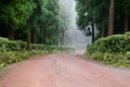 Forest road - Azores Royalty Free Stock Photo