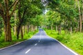 Forest Road in Bandipur National Park Royalty Free Stock Photo