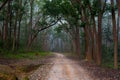 Forest road through the canopy of trees.