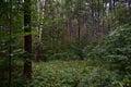 Forest road. Birch grove. Deciduous trees densely fill the space. Green grass