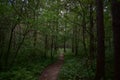 Forest road. Birch grove. Deciduous trees densely fill the space. Green grass