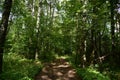 Forest road. Birch grove. Deciduous trees densely fill the space. Green grass