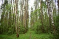 Forest road through a birch grove. The grass is green around tall slender trees. Young trees stately row. In the middle