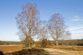 Forest road with birches in the Loenermark Royalty Free Stock Photo