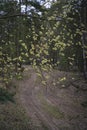 Forest road. Branches of a budding willow over a winding forest road. Spring colors of the forest.