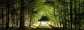 Forest road between broad leaf trees and coniferous trees creating a tunel from branches