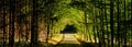 Forest road between broad leaf trees and coniferous trees creating a tunel from branches Royalty Free Stock Photo