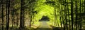 Forest road between broad leaf trees and coniferous trees creating a tunnel from branches Royalty Free Stock Photo