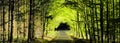 Forest road between broad leaf trees and coniferous trees creating a tunnel from branches Royalty Free Stock Photo