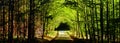 Forest road between broad leaf trees and coniferous trees creating a tunnel from branches Royalty Free Stock Photo