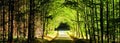 Forest road between broad leaf trees and coniferous trees creating a tunnel from branches Royalty Free Stock Photo