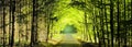 Forest road between broad leaf trees and coniferous trees creating a tunnel from branches Royalty Free Stock Photo